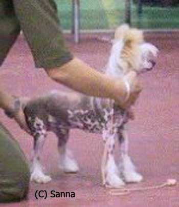 Bozo Gang's King OfThe Ring