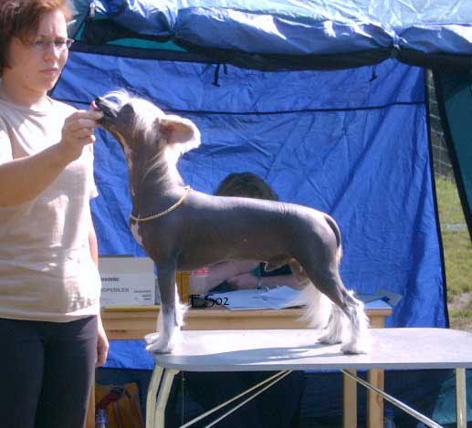 Bozo Gang's Sir Lancelot