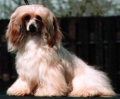 Campanela Puf od Zlate Samanty