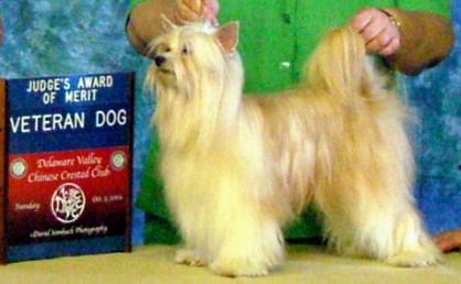 Captiva Heronhoe Top Gun