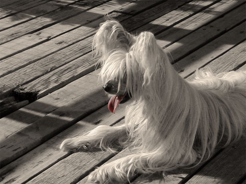 Careless Whisper Caravel N'Co