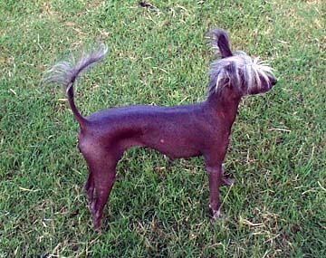 Carron's Send Me An Angel