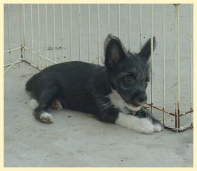 Casta Diva Della Castafiore