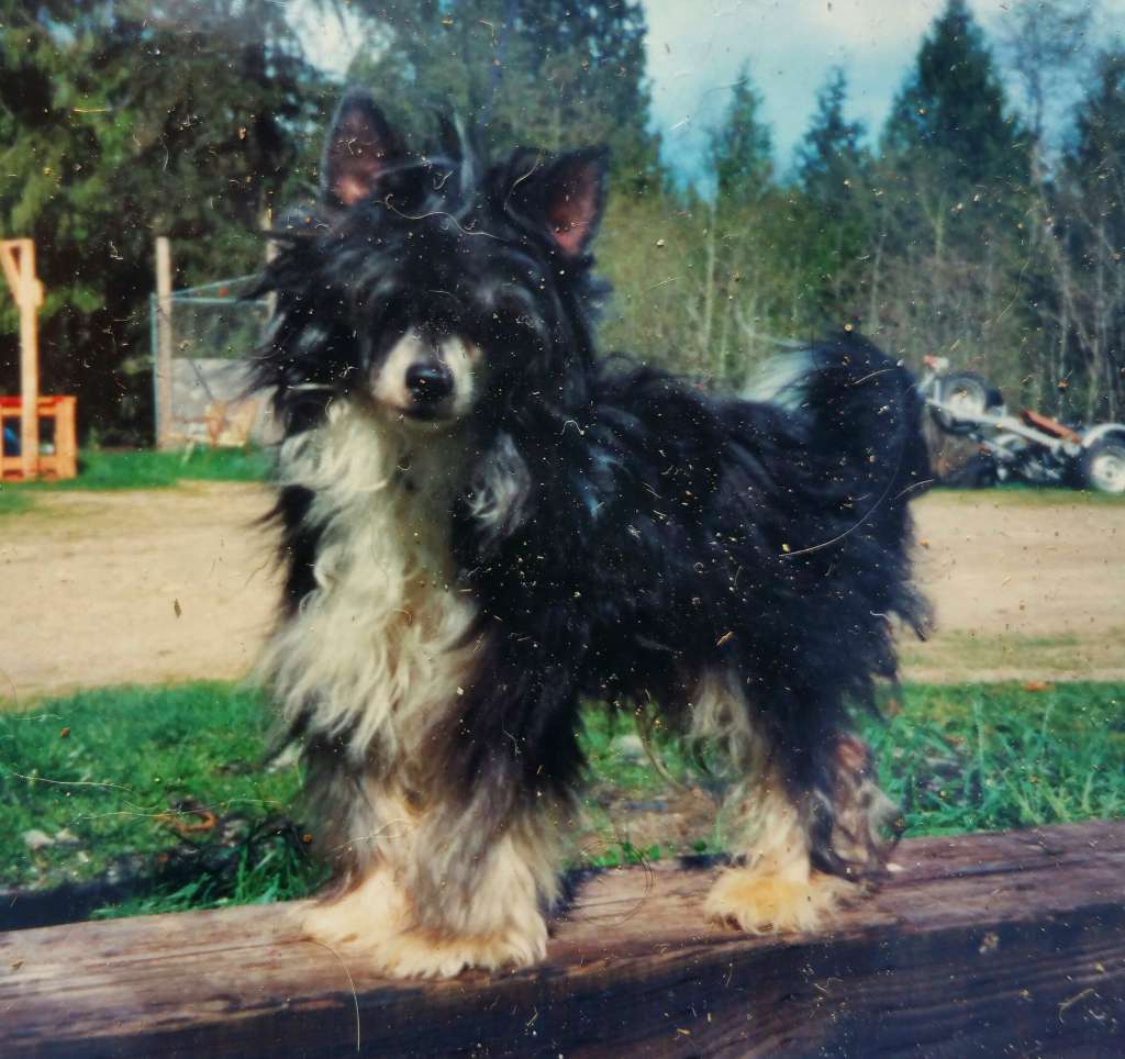 Cherokee's BB Of Serendipity