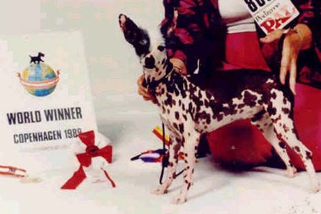 China-crest's Soo-pi-ling-li