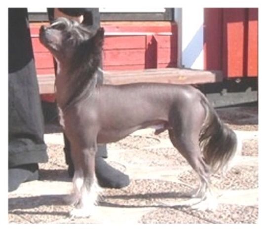 Chineseblue's A Cool Guy Is Born