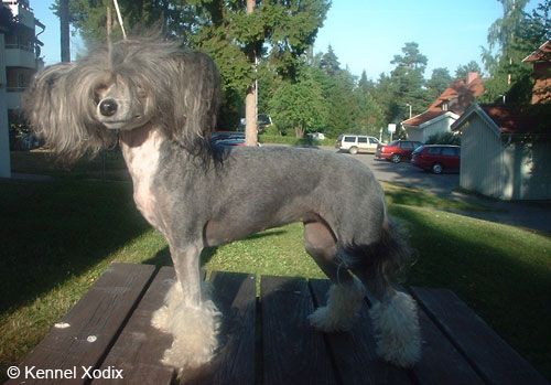 Chinese Pearl Pocahontas