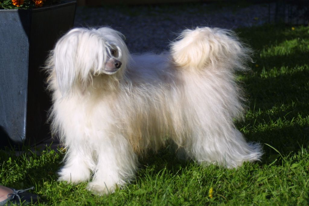 Chinese Pearl Sparkle Kohinor