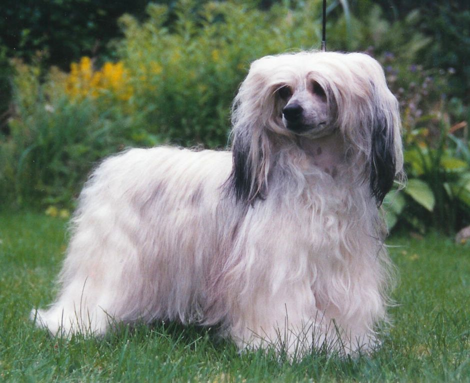 Chinetta's Corona Australis