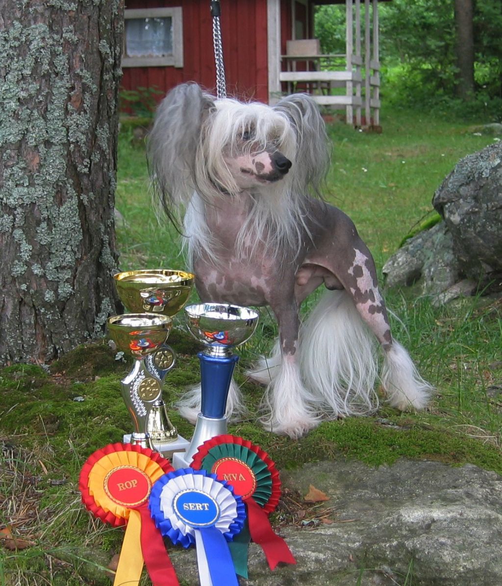 Chinois Charming Rogue