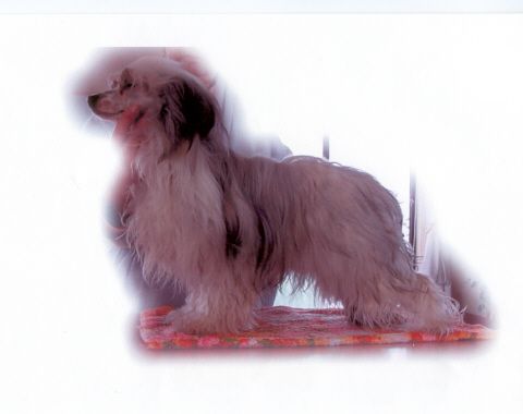 Chinois Pandoras Promise