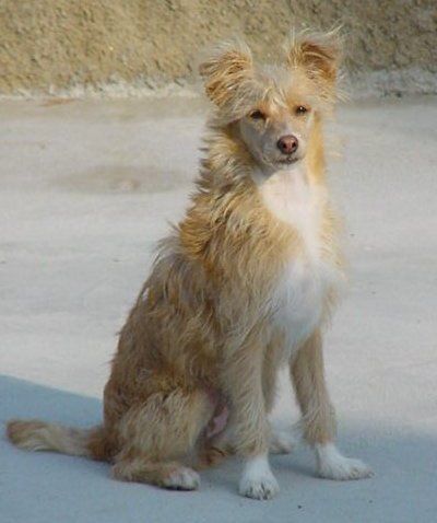 Cossi Fan Tutte Della Castafiore