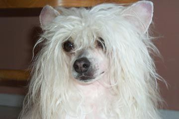 Crestars Dazzler Jesse Jamz