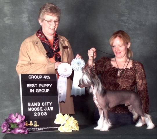 Crestars Mane Attraction