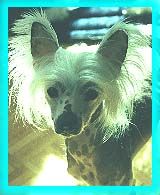 Crestars Muzikal Enchantment