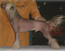 Crestars New Generation