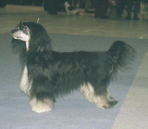 Crestwood Beyond Belief