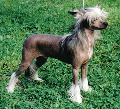 Crestwood Cartoon Hero