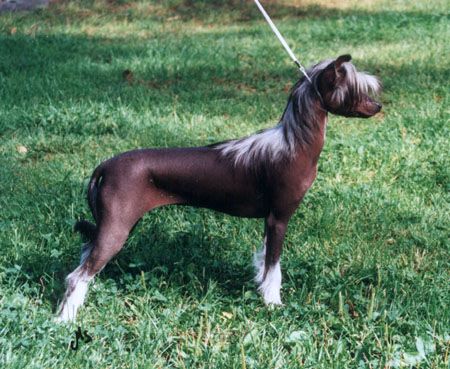 Crestwood Codename Amazon