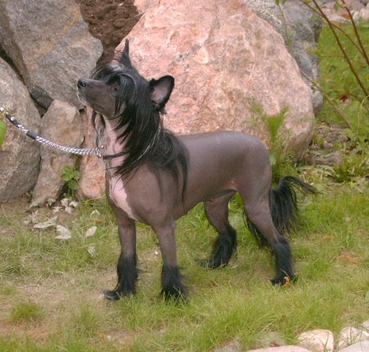 Crestwood Ebony Perfection