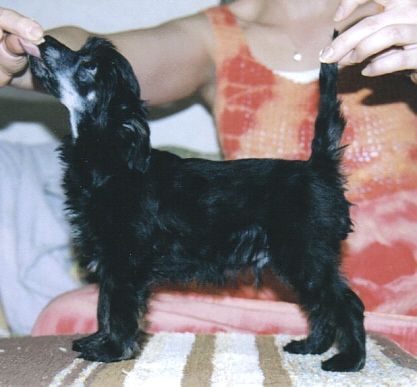 Crestwood Fighting Spirit