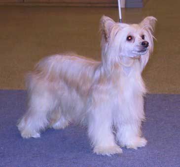 Crestwood Fire Walk With Me