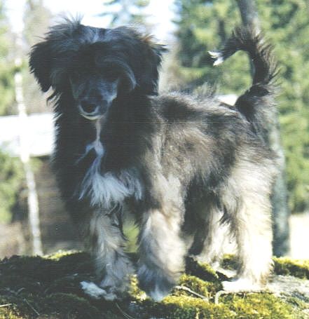 Crestwood Fully Loaded