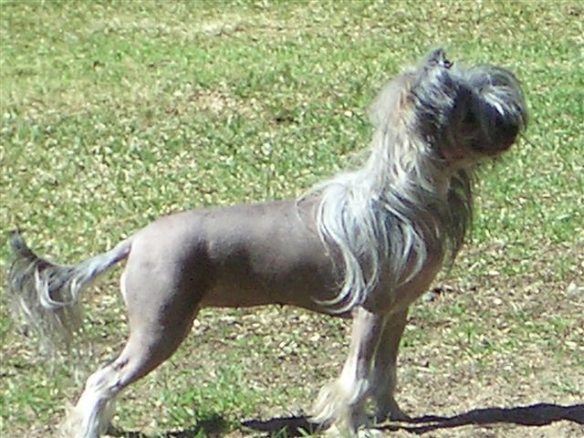 Crestwood High Scores