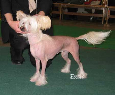 Crestwood I'm Amazing