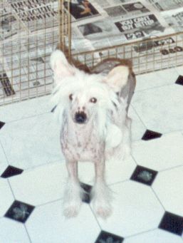 Debrita Demure Of Chinois