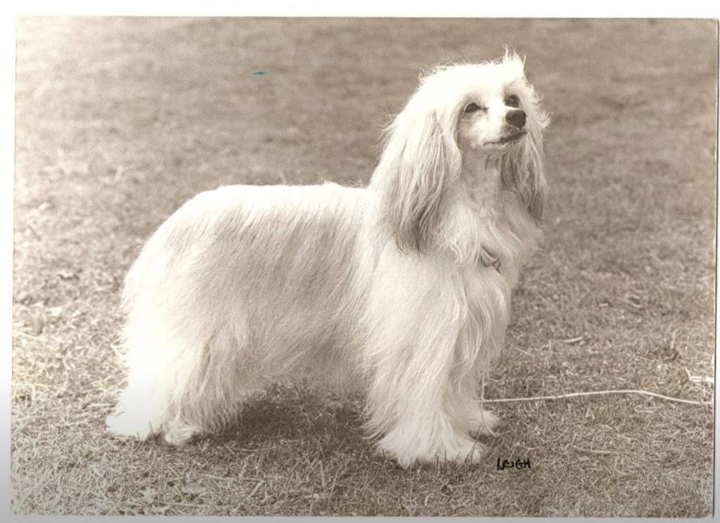 Debrita Devil In Disguise