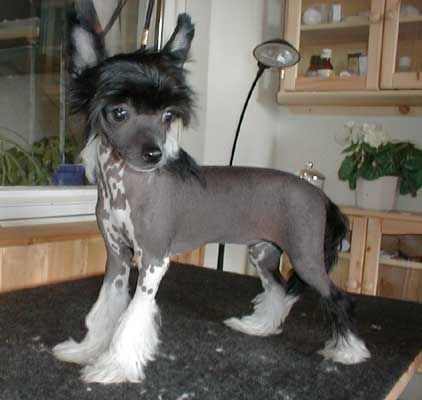 De La Mahafu's Anastasia