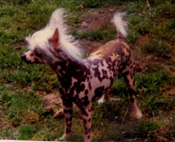 Demidoff Tiger Lily Of Yorcrechi