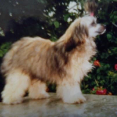 Debless One's Djongquai-Yin