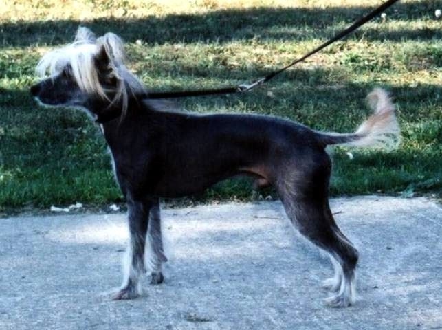 Doucai's  Making Woopee