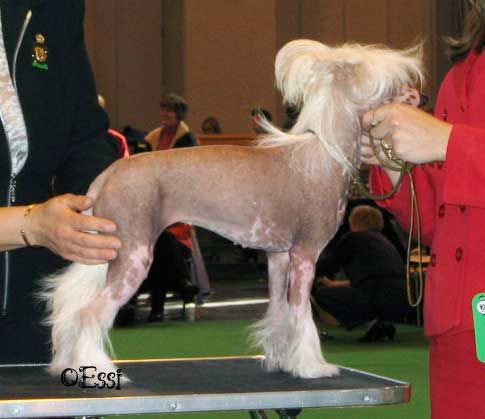 Doucai Ultimate Pleasure