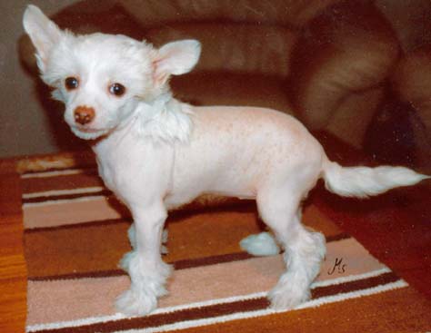 Dragon Moon Ametist Girl