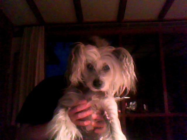 Dragon Moon Arctic Lover