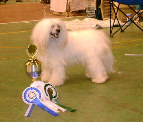 Dragon Moon Around Me