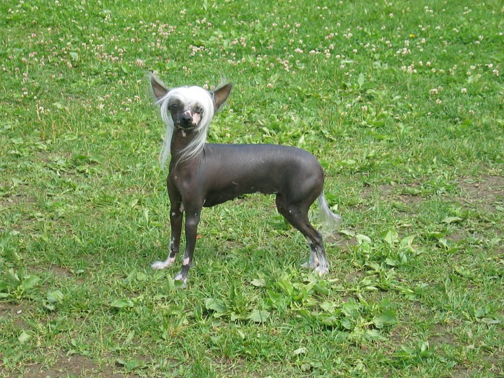 Dyrdal's Bim Ballerina