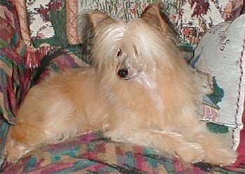 Earlylite Autumn Splendor