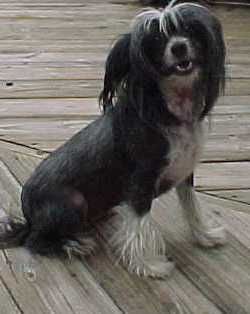 Earlylite Black Beauty