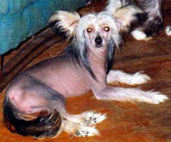 Earlylite Midnight Star