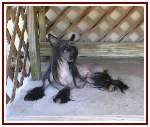 Elco's Black Onyx Of Bayshore