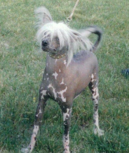 Elco's Vinny The Roo