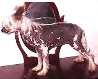 El Pelon Belli Dancer