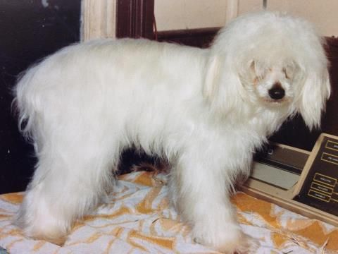 Eltarin First Edition