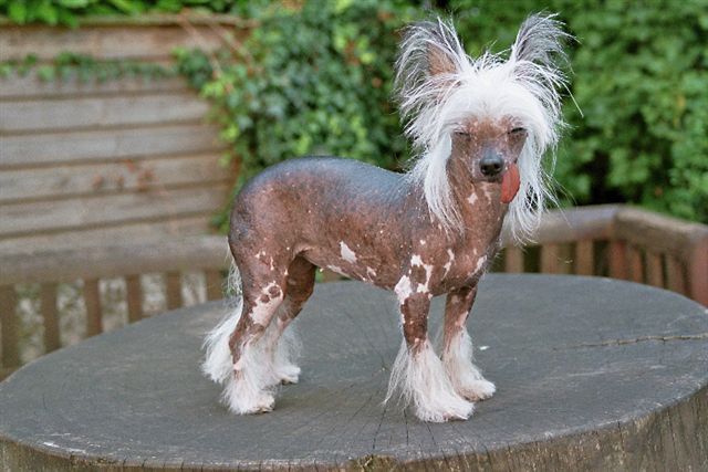 Eluisa von Shinbashi