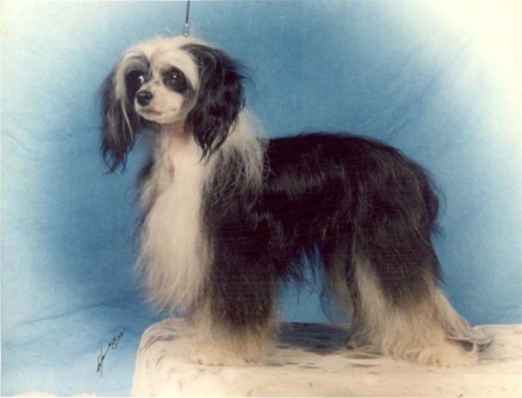 Eugenios Ting-A-Ling