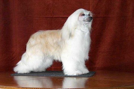 Fawncrest Chaos At Lemiz